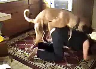 Brown dog fucking a sexy babe on all fours in zoophilia XXX movie