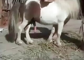 Kinky brunette takes a dick of a pony inside her mouth outdoors