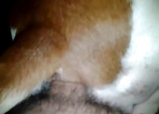 Incredible pussy fuck movie with a dog's hole that gets screwed in POV