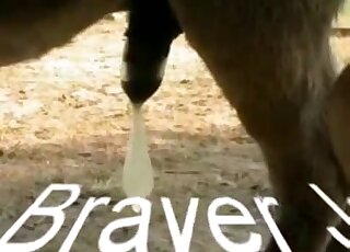 Brown stallion hangs dong in a voyeuristic porn movie with closeups