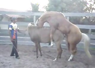 Incredible porn scene showing two horses that are ready to copulate