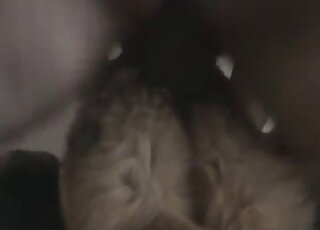Nice cock slides inside a furry pussy in a very hot porn movie