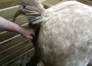 Sexy horse pussy is going to get fucked by a massive fake cock