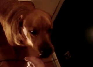 Brown dog licking penis in a hot fashion in a kinky porn video