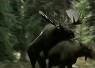 Deer fucking session featuring the hottest animals that screw hard