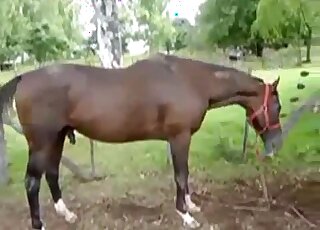Brown stallion fucking a mare's pussy from behind in a hot video