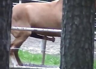 Stallion shows its colossal cock in an outdoor porn movie with teasing