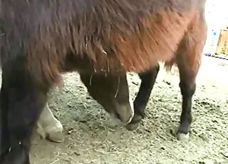Sexy animals fuck with passion with their fur touching during orgasms