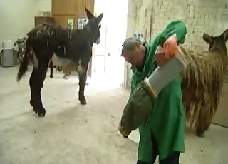Two donkeys fucking each other with horny people watching them