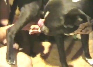 Black animal enjoys a nice handjob in a free zoophile porn video