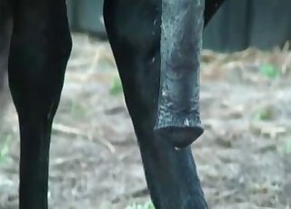 Black horse cock looks so hot after fucking a horny guy outdoors