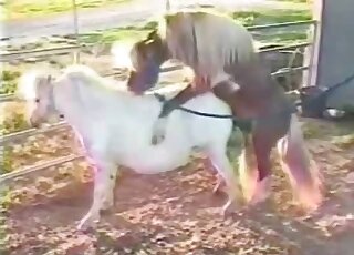 Outdoor fuck movie showing a brown stallion fucking a white mare