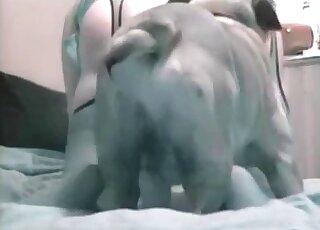 Big ass lady in sexy legwear goes on all fours to let bulldog lick her