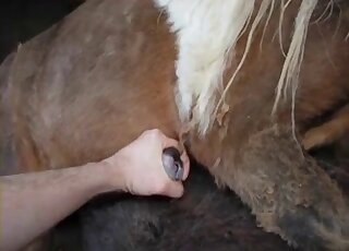 Handjob movie showing a sexy brown stallion that wants orgasms