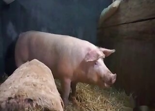 Pig fucking scene with a sexy animal that wants to ruin MILF pussy