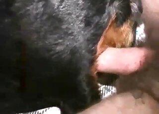 Guy's hairy cock is dominating this black dog's tight vagina here