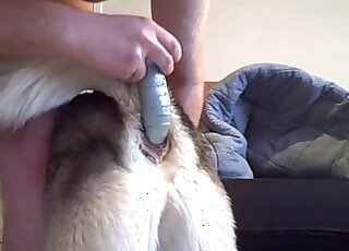 Dog's tight anal hole getting fucked by a dildo in a kinky porn video