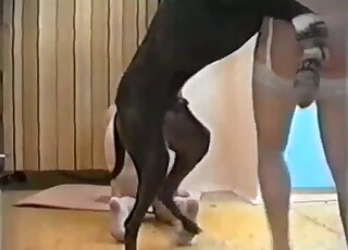 White stockings babe fucks a black dog after teasing it with her bod