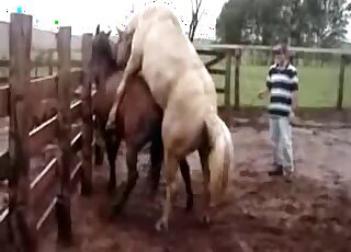 Outdoor horse-on-horse fucking with a hung brown stallion in HD