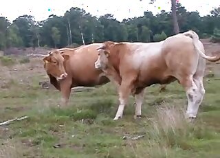 Truly awesome pornographic scene dealing with sexy cows that fuck