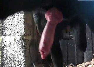 Dog's red penis continues to grow harder and harder in free XXX vid