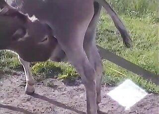 Donkey with a huge cock is fucking that other animal mercilessly