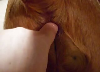 Inserting his big finger into this dog's welcoming hole from behind