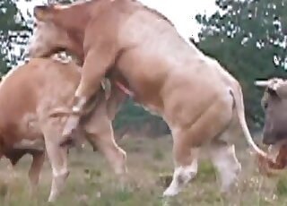 Bull and cow outdoor fucking movie with not a whole lot of foreplay