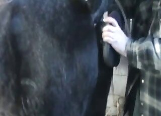 Black horse is happy to get fucked by a colossal horsecock dildo