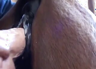 Horse pussy getting fucked by a dildo as a means of foreplay here