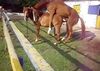 Horse with a huge cock fucks another horse on the ranch or smth