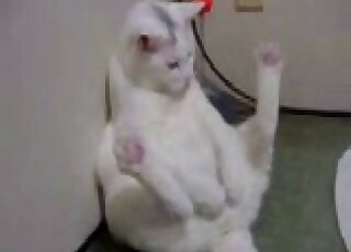 Solo white kitty masturbating with its hind legs raised high up