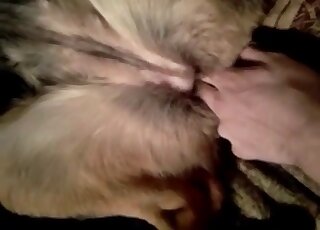 Fingering and other forms of sexy gape featured in a dog pussy porno