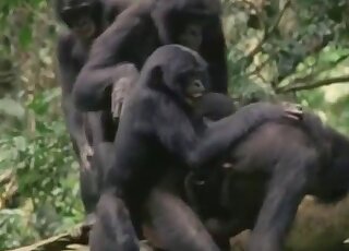 Black monkey acts all alpha before fucking another black ape hard