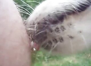 Attentive animal licking all over this pierced nipple on camera