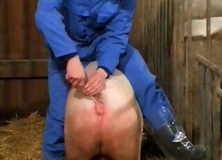 Pig pussy is being probed by this highly zoophilic dude in blue