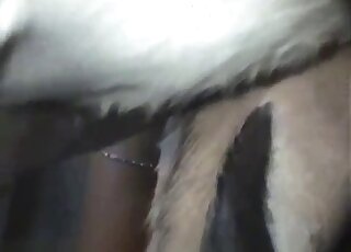 Awesome animal cock is being spotlighted in a voyeur-style video