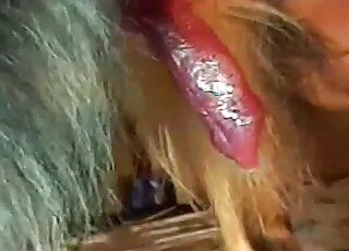 Close-up amateur video of a big dog cock while dripping semen