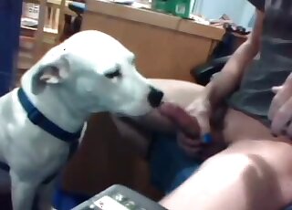 Amateur guy filmed webcam video of dog licking and sucking his cock