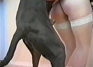White stockings MILF wants to get licked and fucked by giant dog