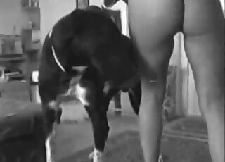Curious dog sniffs mistress before pounding her wet pussy
