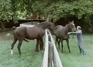 Lady narrates copulation between horses for the science program