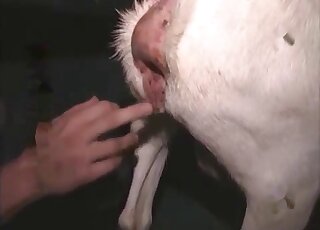 Close-up on animal's privates while young guy does anal fingering