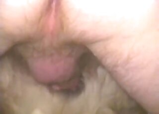 Hairy dog cunny gets fucked by a stiff man dick wrapped in a condom