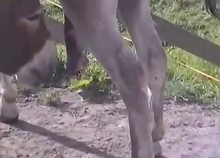 Close-up on donkey copulation and giant animal johnson