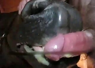 Big black horse is munching on a messy cock before eating carrots