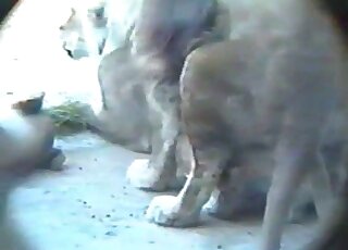 Lions in captivity are caught having sex by an amateur camera