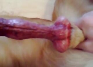 Fully erect dog dick is squirting warm sperm after jerking off help