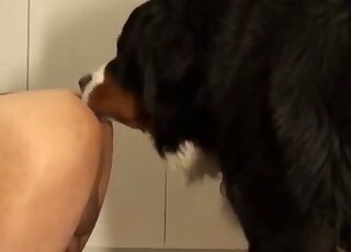 Bernese Mountain Dog gives oral warm-up to the stud before anal favor