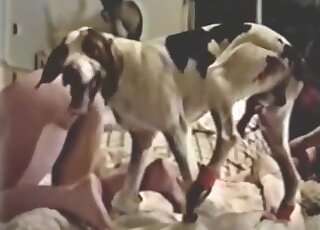 Husband watches brunette wife getting topped by pet dog in heat